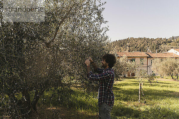 Mann pflückt Oliven vom Ast eines Baumes