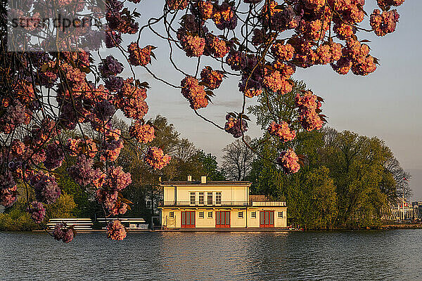 Deutschland  Hamburg  Bootshaus am Ufer der Außenalster mit blühenden Kirschblütenzweigen im Vordergrund