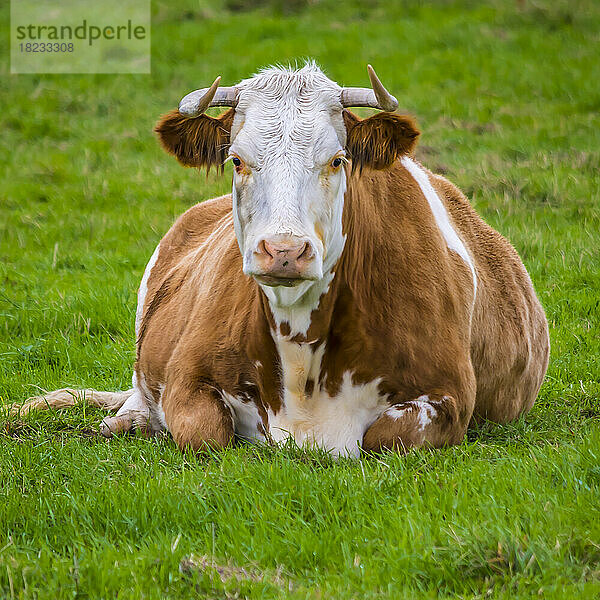 Porträt einer Kuh  die sich auf der Wiese entspannt