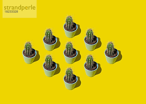 Rows of potted cacti standing against yellow background