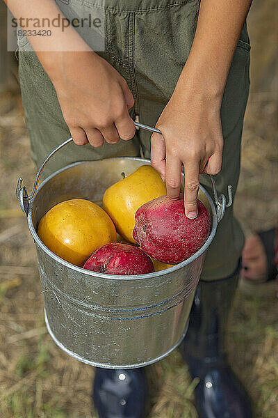 Hands of girl holding bucket with fresh fruits