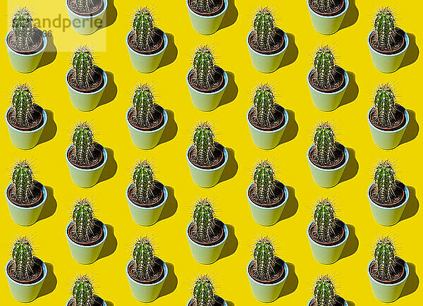 Pattern of rows of potted cacti standing against yellow background