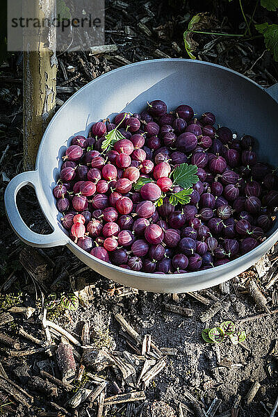 Bowl of fresh ripe gooseberries