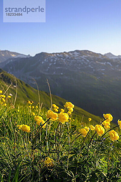 Österreich  Salzburg  Trollblumen (Trollius europaeus) blühen in den Hohen Tauern
