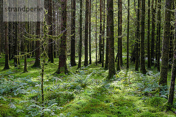 Deutschland  Bayern  Moosbedeckter Boden des Deisenhofener Waldes