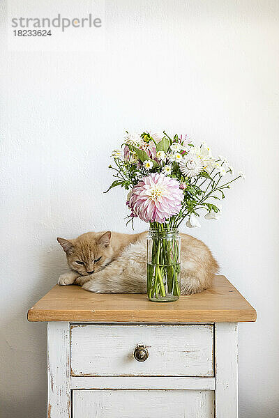 Katze entspannt sich hinter einer Vase mit Blumen  die auf einem kleinen Schrank steht