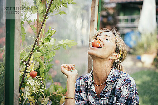 Reife Frau hält Tomate im Mund im Gemüsegarten