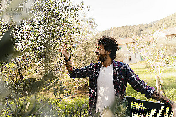 Glücklicher Mann untersucht Olivenbaumzweig