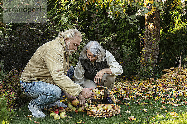 Älteres Paar pflückt Äpfel in einem Korb im Garten