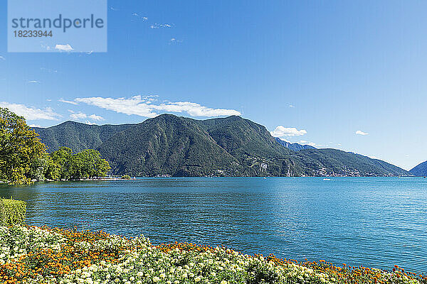 Schweiz  Kanton Tessin  Lugano  Ringelblumen blühen am Ufer des Luganersees