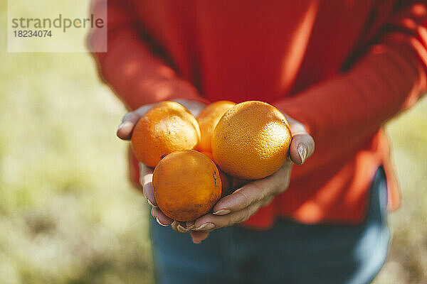 Hände einer Frau mit frischen Orangenfrüchten