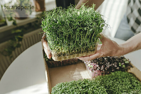 Die Hände eines Mannes halten frische Microgreens in der Küche