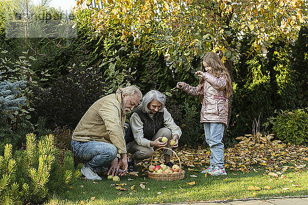 Großeltern und Enkelin pflücken Äpfel in einem Korb im Garten