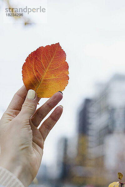 Hand einer Frau  die ein Herbstblatt hält