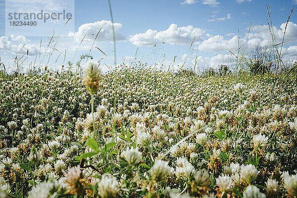 Meadow of clovers on sunny day