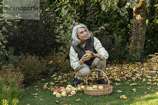 Ältere Frau pflückt Äpfel in einem Korb im Garten