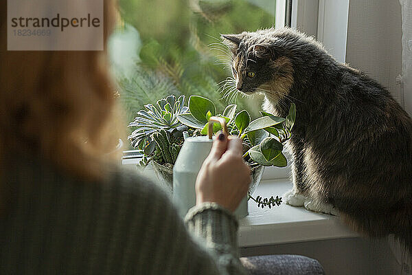 Frau gießt Zimmerpflanzen am Fenster  Katze sitzt auf Fensterbank