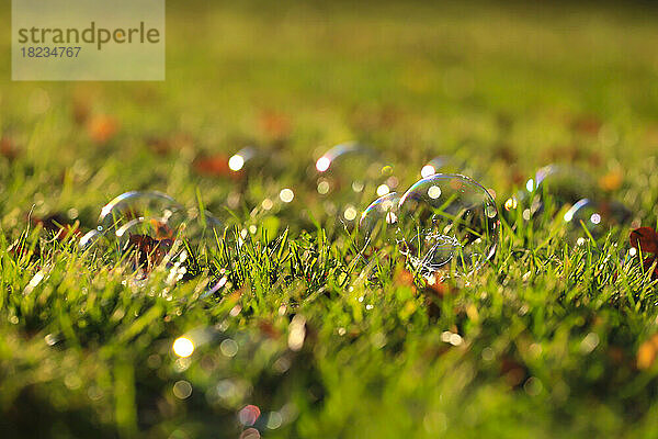 Seifenlauge liegt auf Herbstgras