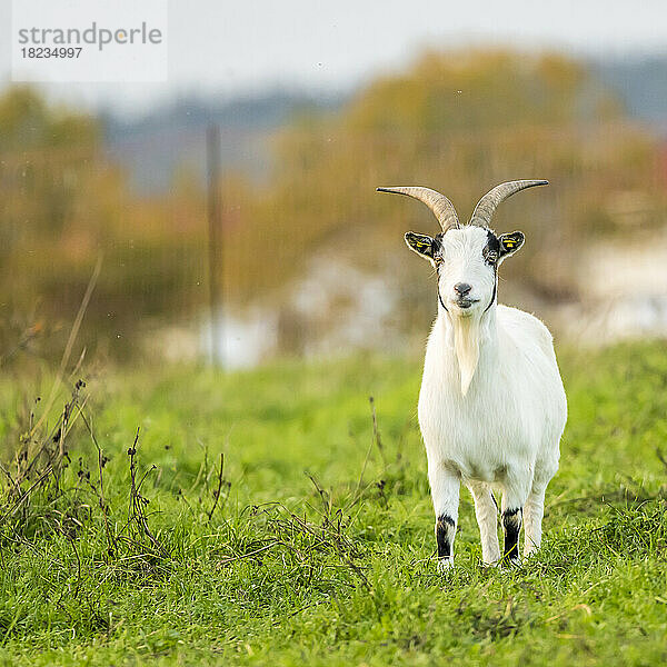Portrait of goat standing in meadow