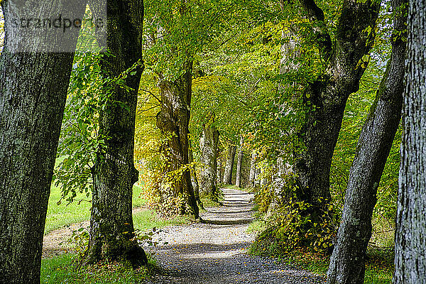 Deutschland  Bayern  von Bäumen gesäumter Wanderweg im Frühherbst