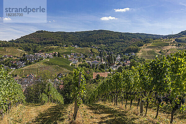 Deutschland  Baden-Württemberg  Sasbachwalden  Sommerweinberg im Schwarzwald