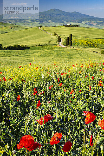 Italien  Toskana  Panoramablick auf die Sommerwiese im Val dOrcia