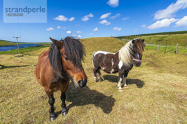 Großbritannien  Schottland  zwei Ponys stehen auf der Sommerweide