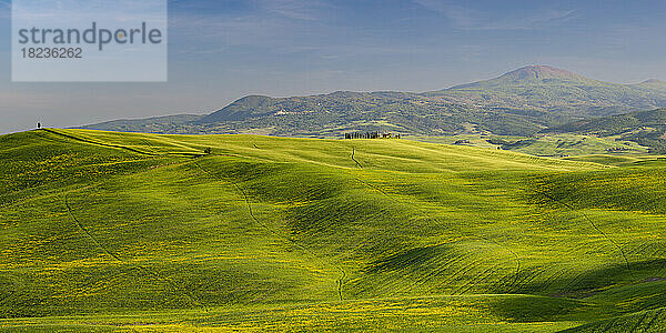 Italien  Toskana  grüne Hügellandschaft des Val dOrcia