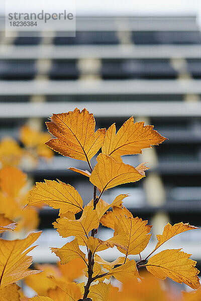 Pflanze mit gelben Blättern vor dem Gebäude