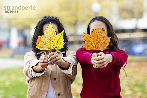 Women holding maple leaves in front of faces at park