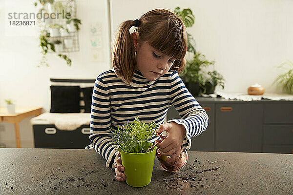 Mädchen gießt Pflanze auf Tisch zu Hause