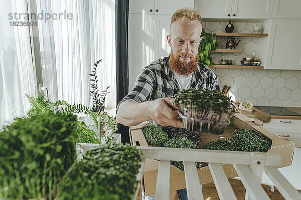 Mann mit Bart packt zu Hause selbst angebaute frische Microgreens ein
