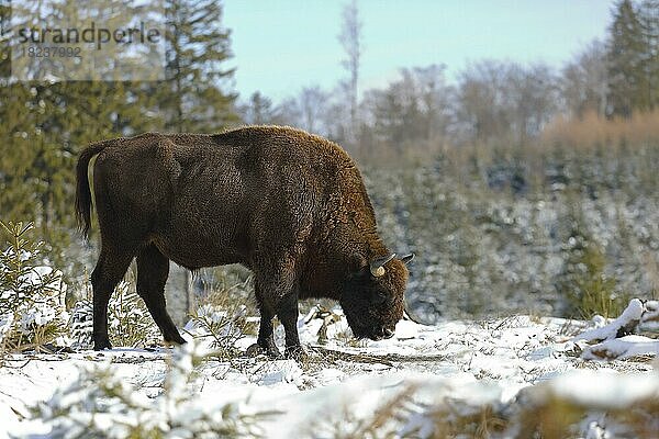 Wisent  Europäisches Bison (Bison bonasus)  im Winter  captive  Wisent-Wildnis am Rothaarsteig  Sauerland  Nordrhein-Westfalen  Deutschland  Europa