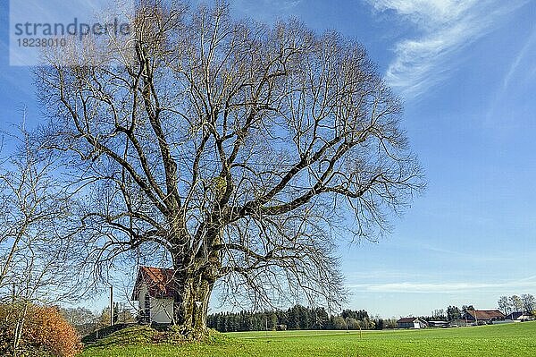 Kleine Kapelle neben Naturdenkmal-Linde (Tilia)  bei Altusried  Allgäu  Bayern  Deutschland  Europa