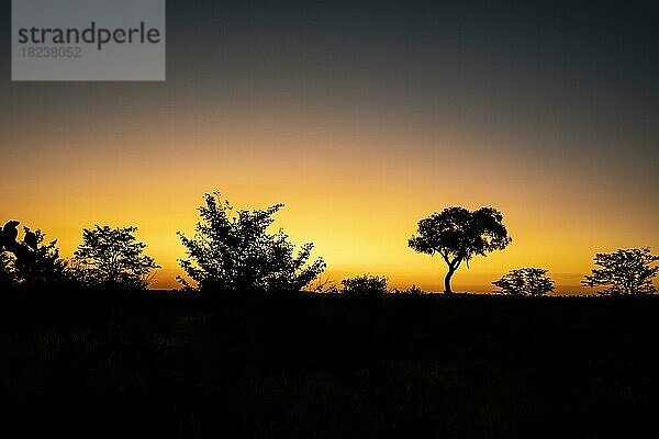 Afrikanischer Sonnenuntergang mit der Silhouette eines Akazienbaums vor dem warmen  leuchtenden  farbenfrohen Himmel. Copy-Space-Landschaft. Hwange-Nationalpark  Simbabwe  Afrika