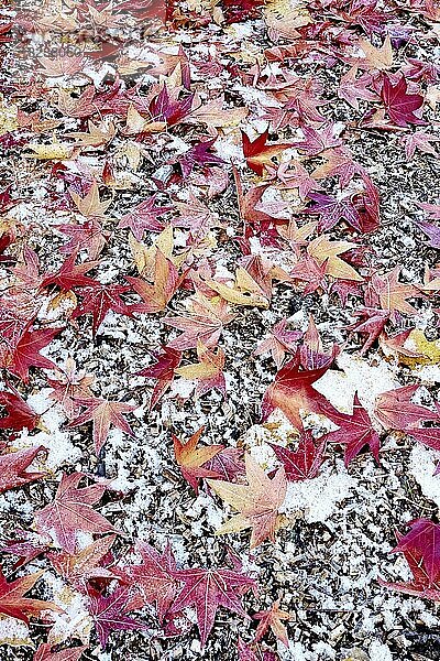 Blätter des Amberbaums (Liquidambar styraciflu) bei erstem Frost  November  Deutschland  Europa