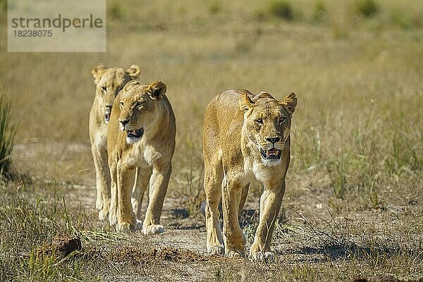 3 Löwinnen (Panthera leo) gehen gemeinsam in einer Reihe auf die Kamera zu. Vorderansicht der Gesichter der Tiere. Chobe-Nationalpark  Botswana  Afrika
