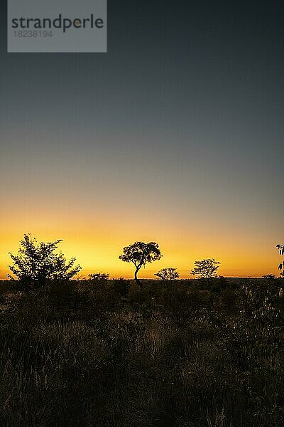 Bunter afrikanischer Sonnenuntergang mit Akazienbaum-Silhouette gegen den warmen Himmel. Vertikale copy-space Landschaft. Hwange-Nationalpark  Simbabwe  Afrika