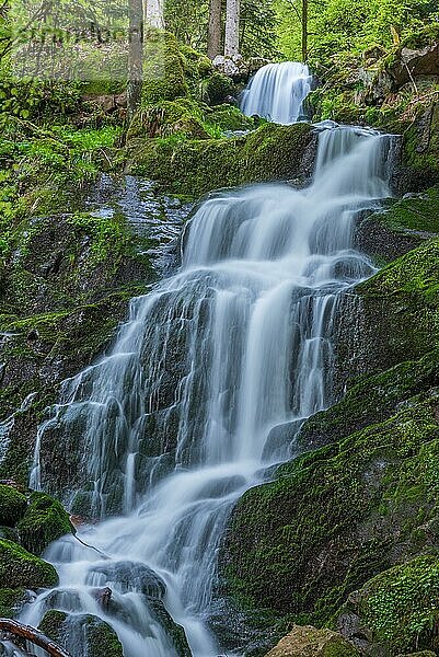 Frische und schöne Wasserfälle in einem Bergbach im Frühling. La Serva  Champ du feu  Vogesen  Elsass  Frankreich  Europa