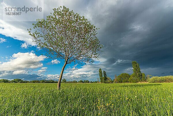Natürliche grüne Wiese  die im Frühling mit Bäumen gesprenkelt ist. Elsass  Frankreich  Europa