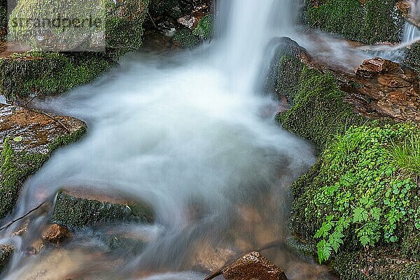 Frische und schöne Wasserfälle in einem Bergbach im Frühling. La Serva  Champ du feu  Vogesen  Elsass  Frankreich  Europa