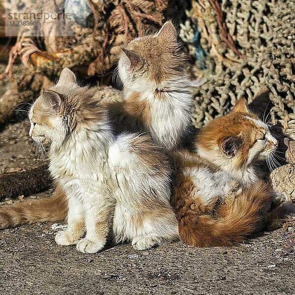Drei Katzenbabys  Streuner sitzen vor Fischernetzen im Hafen  blicken in verschiedene Richtungen  Essaouira  Marokko  Afrika