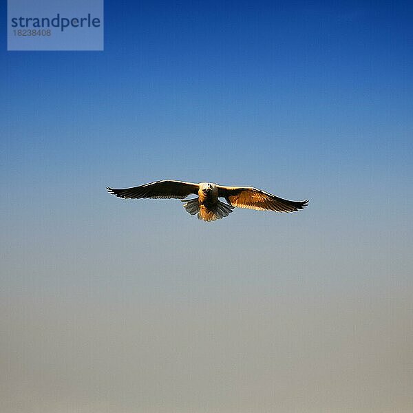 Einzelne Möwe fliegt am Abendhimmel  Essaouira  Marokko  Afrika