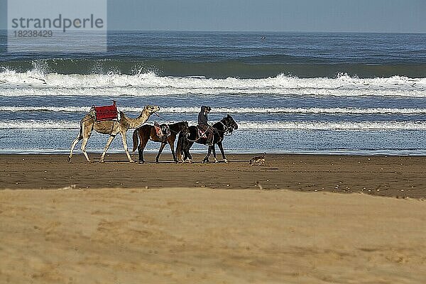 Zwei einheimische Reiter mit drei Pferden und einem Dromedar für Touristen am Strand  Plage Tagharte  Küstenlinie  Essaouira  Marokko  Afrika
