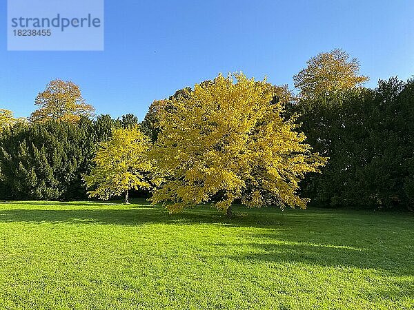 Schwarze Maulbeere (Morus nigra) in gelber Herbstfärbung  Westend  Frankfurt am Main  Hessen  Deutschland  Europa