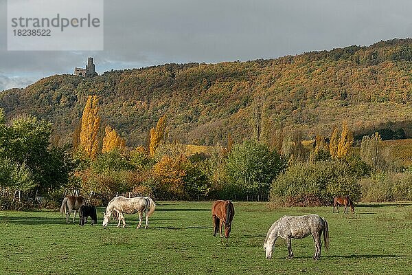 Pferde graben im Herbst ruhig auf einer Pferdekoppel. Elsass  Frankreich  Europa