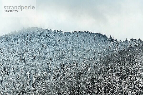 Nadelwald gesprenkelt mit erstem Schnee in den Bergen. Vogesen Elsass  Frankreich  Europa
