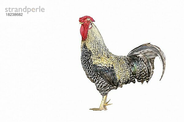 Farmyard rooster mit wunderschönen bunten Federn. Clipping auf einem weißen Hintergrund. Frankreich