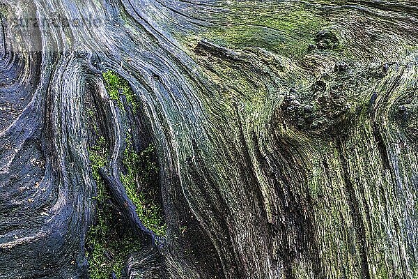 Strukturen im verwitterten Holz an einem abgestorbenen Baumstamm  Urwald Sababurg  Naturpark Reinhardswald  Hessen  Deutschland  Europa
