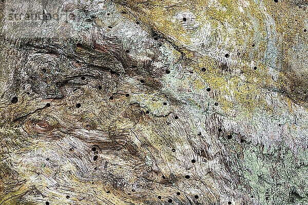 Strukturen und Insektenlöcher im verwitterten Holz an einem abgestorbenen Baumstamm  Urwald Sababurg  Naturpark Reinhardswald  Hessen  Deutschland  Europa